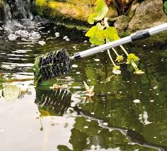 Algae Removal